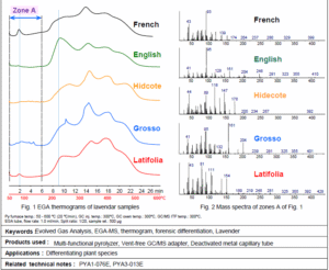 Differentiation of Lavandula angustifololia (Lavender)